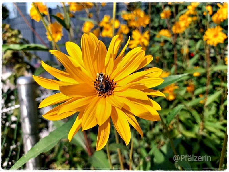 Staudensonnenblumen 1.webp