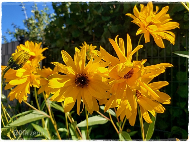 Staudensonnenblumen 4.jpg