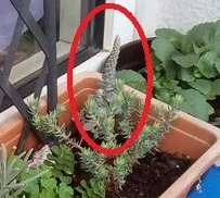 Steingarten Pflanzen.webp