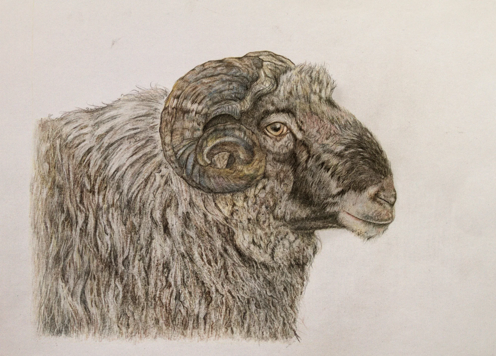 Steinschaf02.webp
