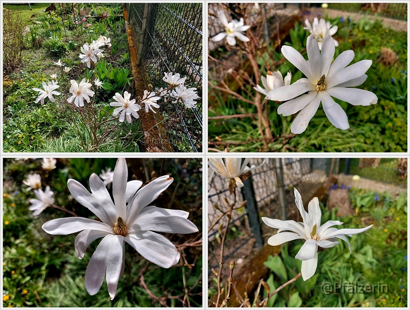 Sternmagnolie 1.webp