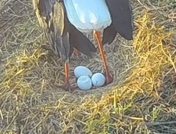 storch.webp
