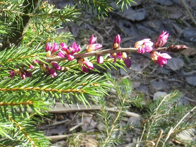 Gelöst Wie heißt dieser Strauch mit roten Blüten?