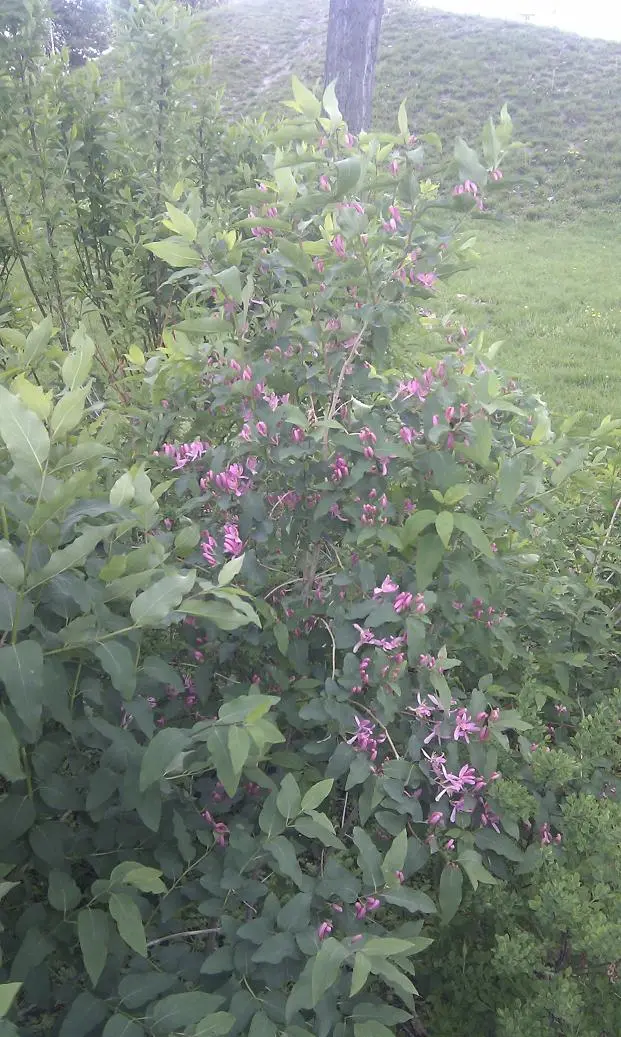 Gelöst Welcher Strauch ist das? (Lonicera tatarica)