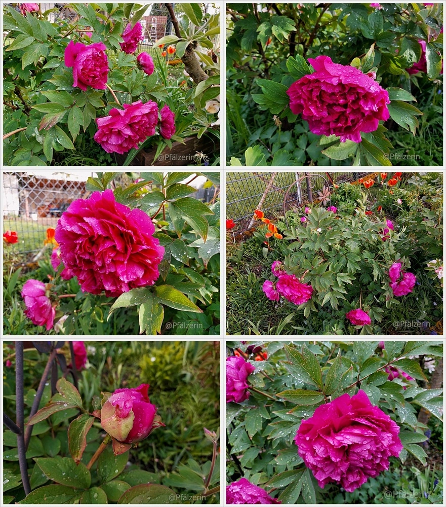 Strauchpaeonien.webp