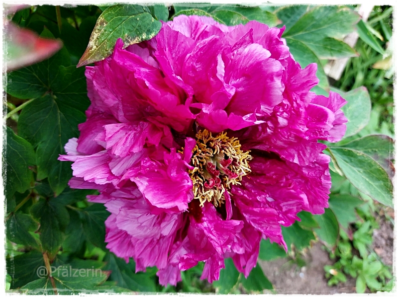 Strauchpfingstrose 1.webp