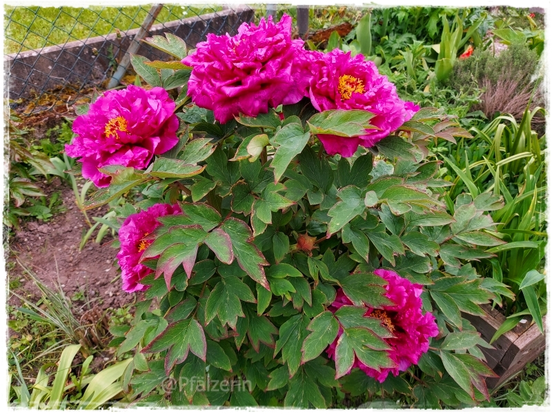 Strauchpfingstrose 4.webp