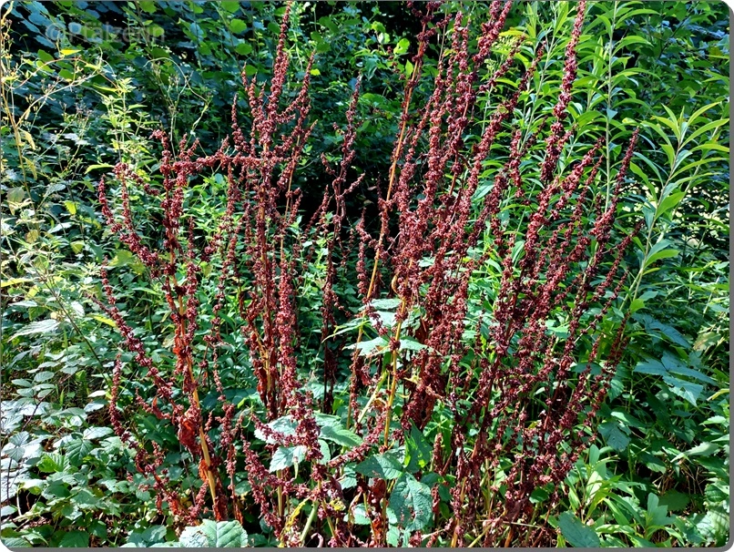 Stumpfblättriger Ampfer - Rumex obtusifolius 1.webp