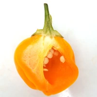 Sugar Rush Orange Round - aufgeschnitten längs.webp
