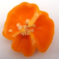 Sugar Rush Orange Round - aufgeschnitten quer.webp