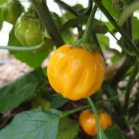 Sugar Rush Orange Round.webp