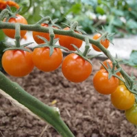 Sungold F1 1.webp