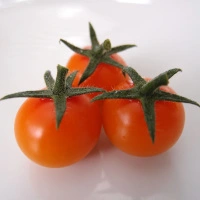 Sungold F1 2.webp