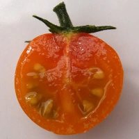 Sungold F1 - aufgeschnitten längs.webp