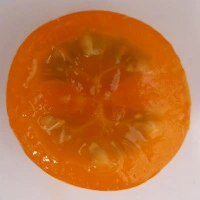 Sungold F1 - aufgeschnitten quer.webp