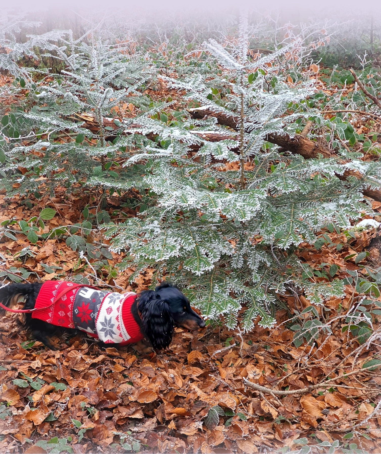 TannenHund.webp