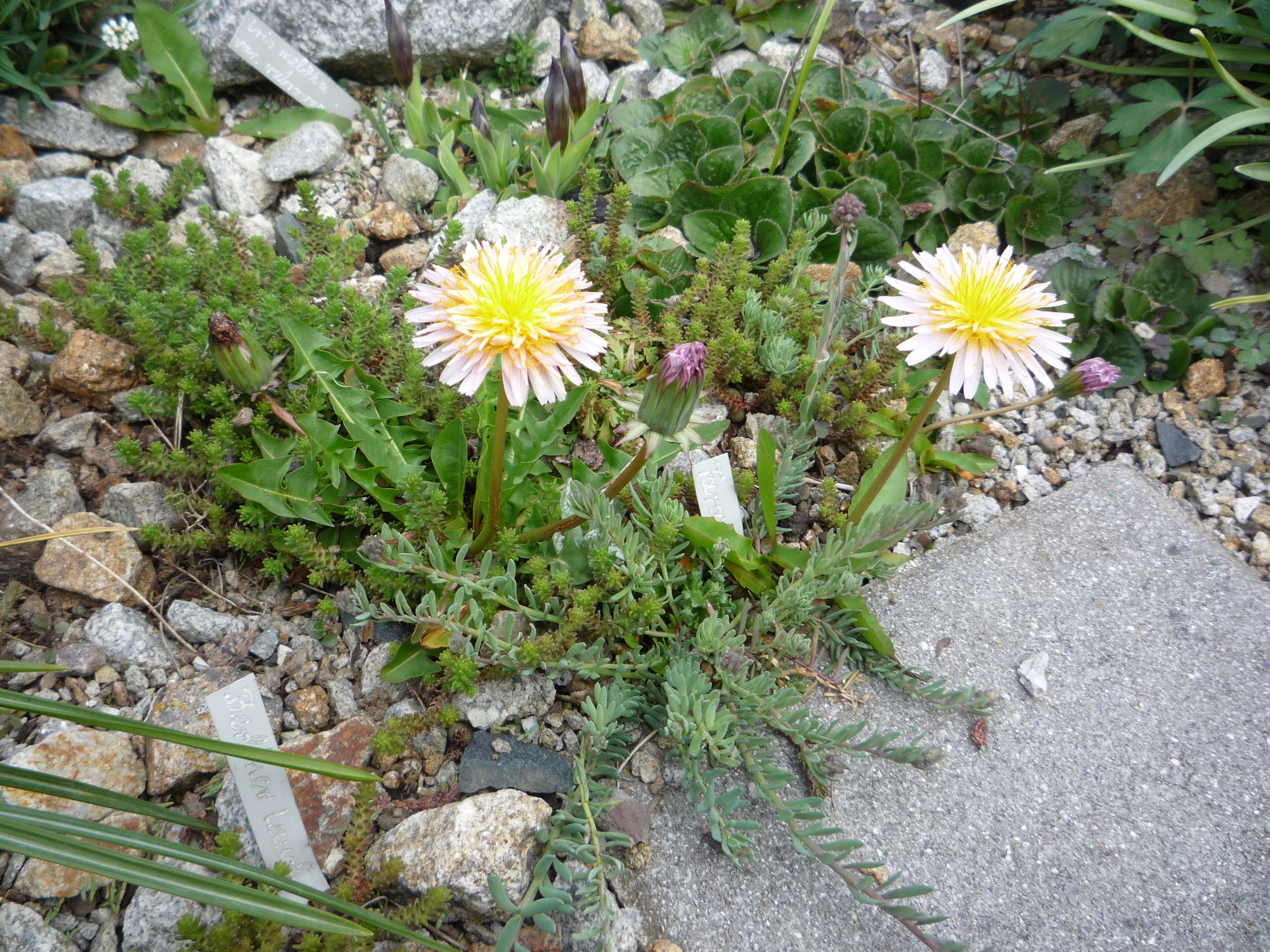 Taraxacum pseudoroseum_Rosa Löwenzahn aus dem Pamirgebirge_25.04.2020.JPG