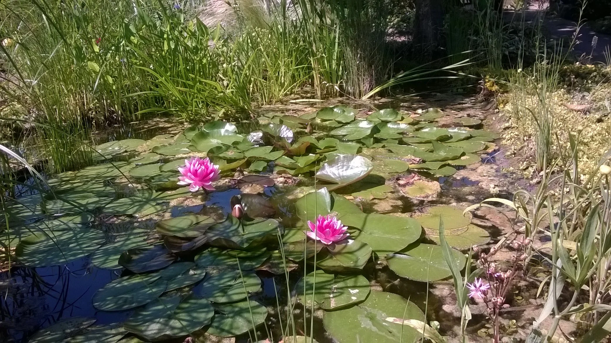 Lila Algen (?) im Teich