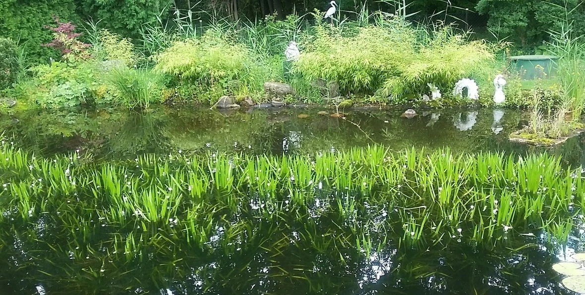 Teich (4).webp