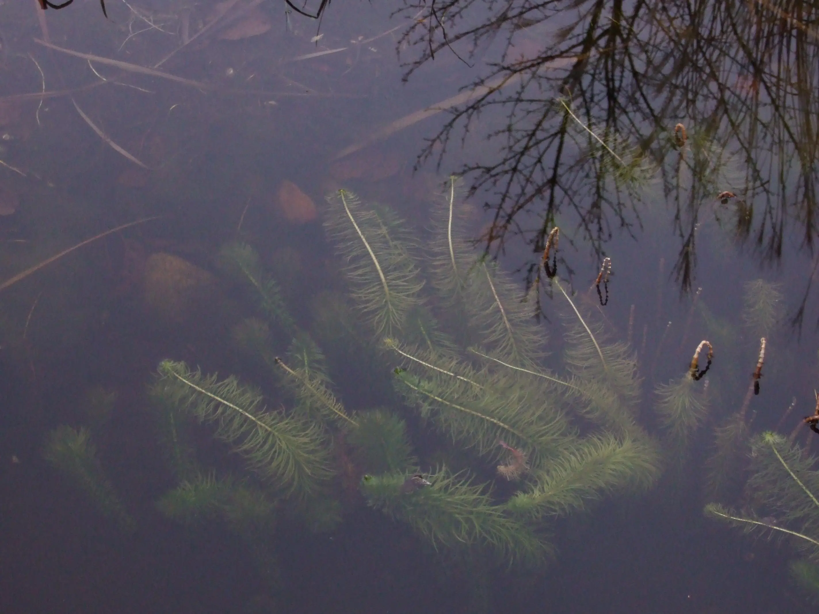 Was ist das für eine Pflanze im Gartenteich?