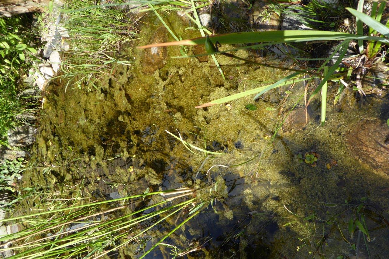 Milchsäurebakterien für Gartenteich