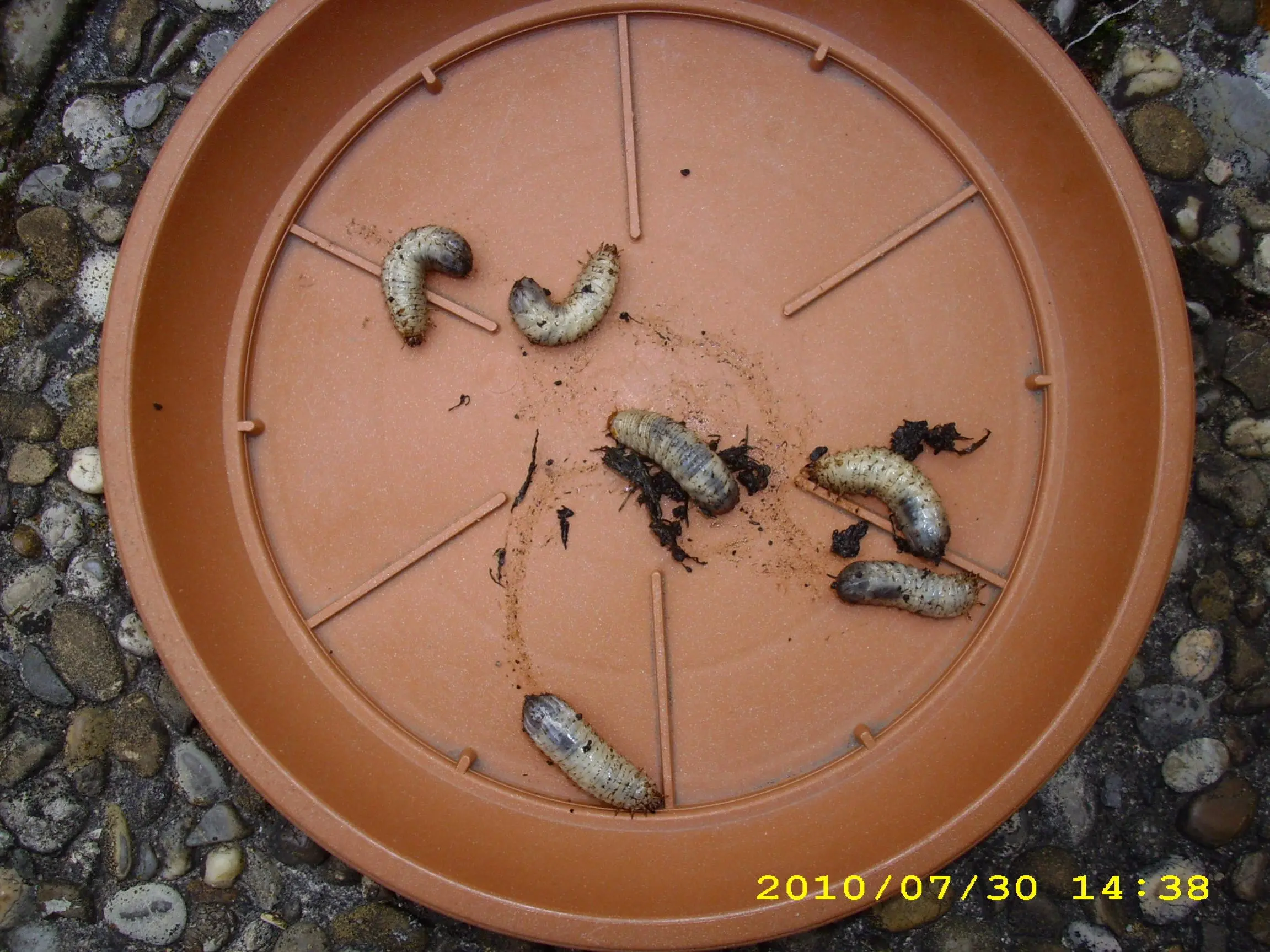 Engerlinge vom Rosenkäfer