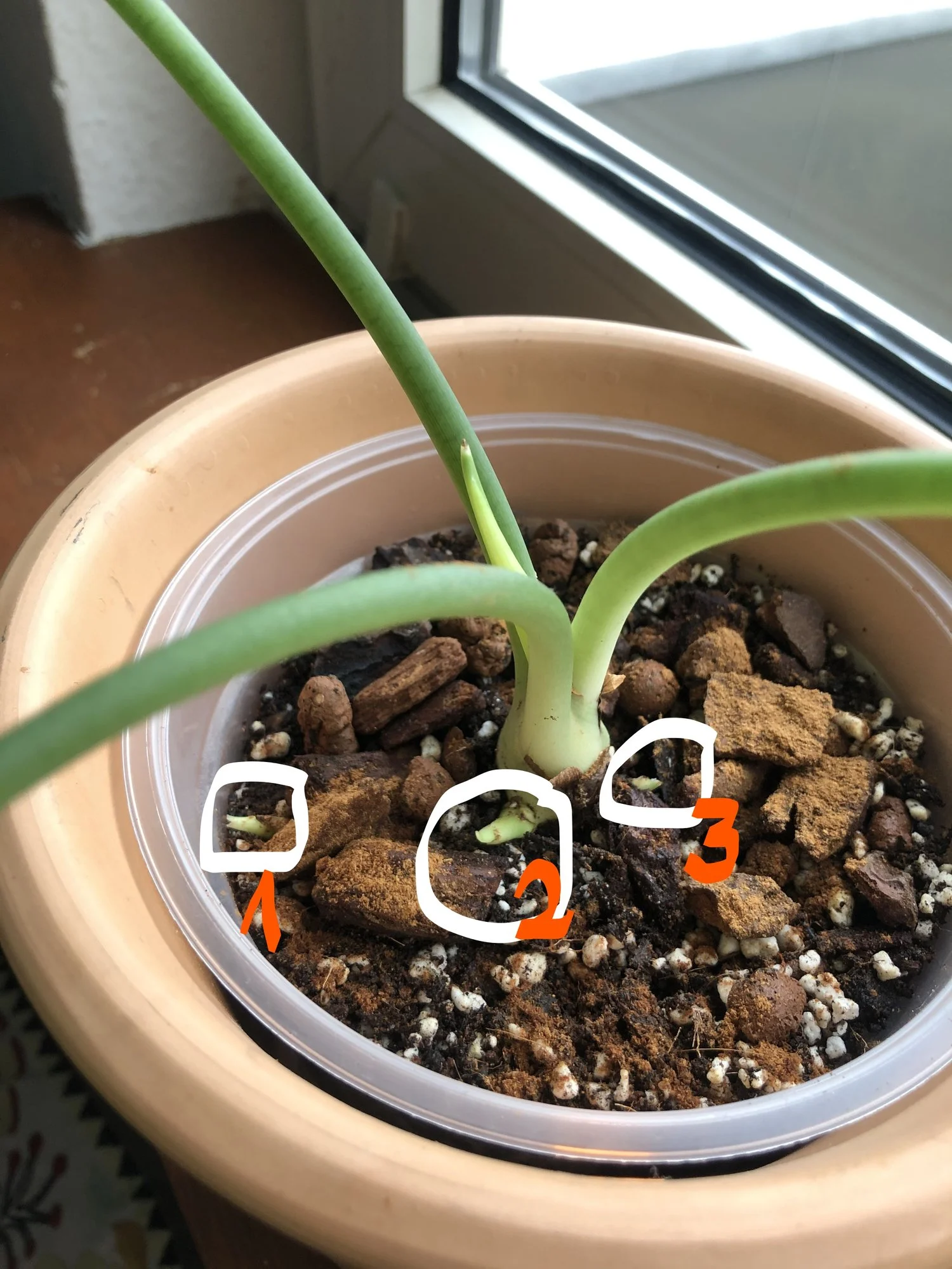 threepups.webp