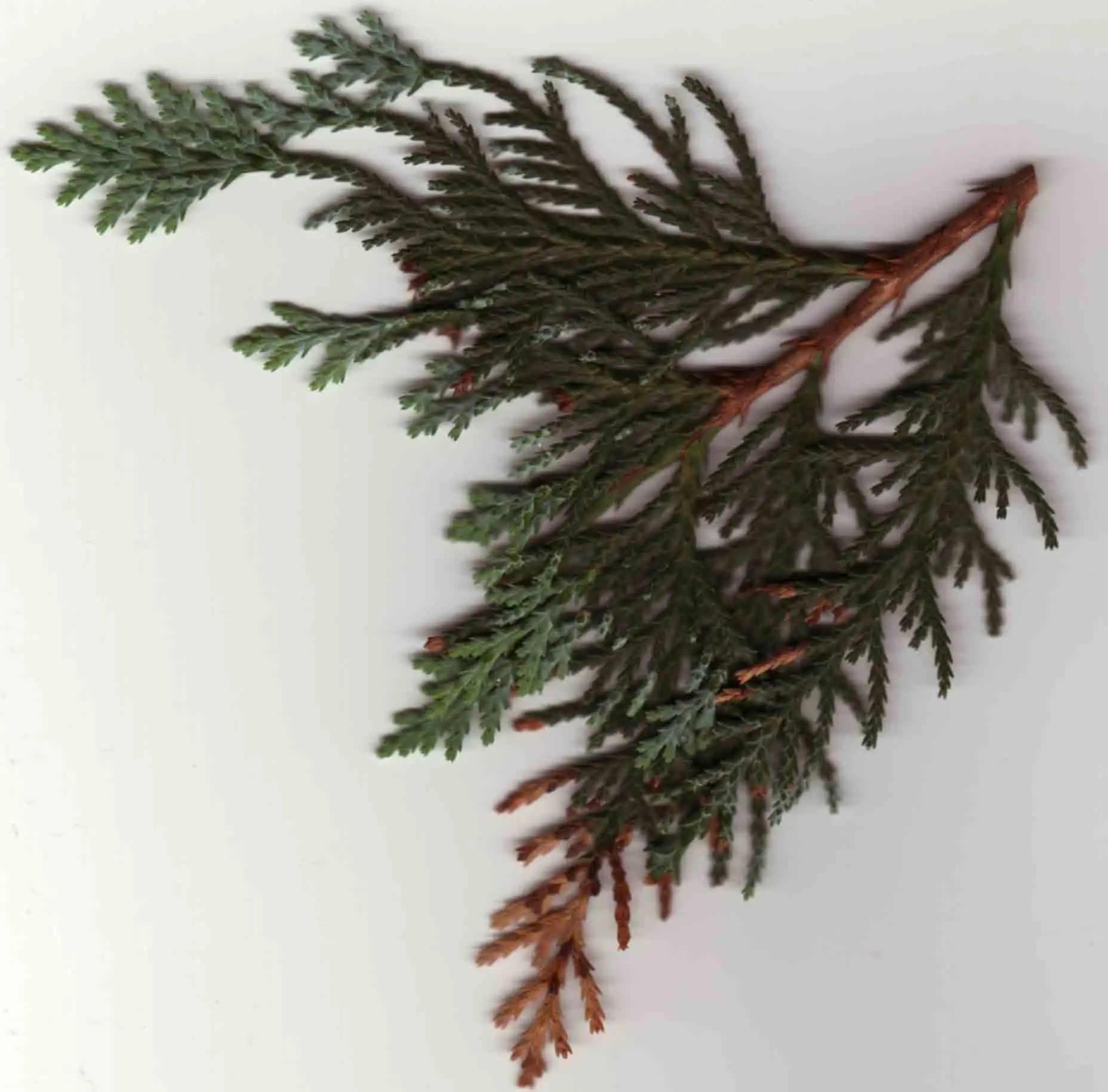 Kranke Thuja - Hausgarten.net