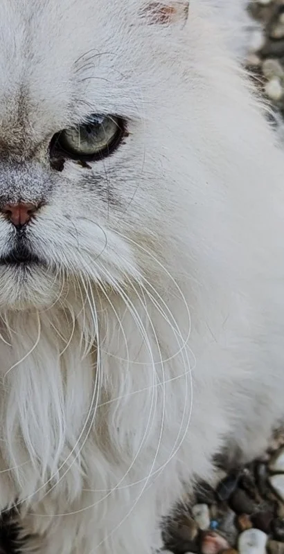 thumbnail_PXL_20251214_074208938~2 - Kopie.webp