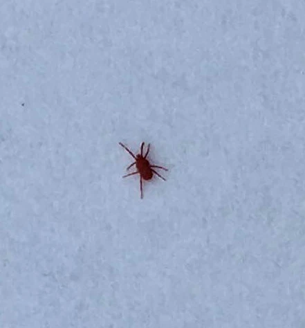 Klein, rot und überall was ist das?