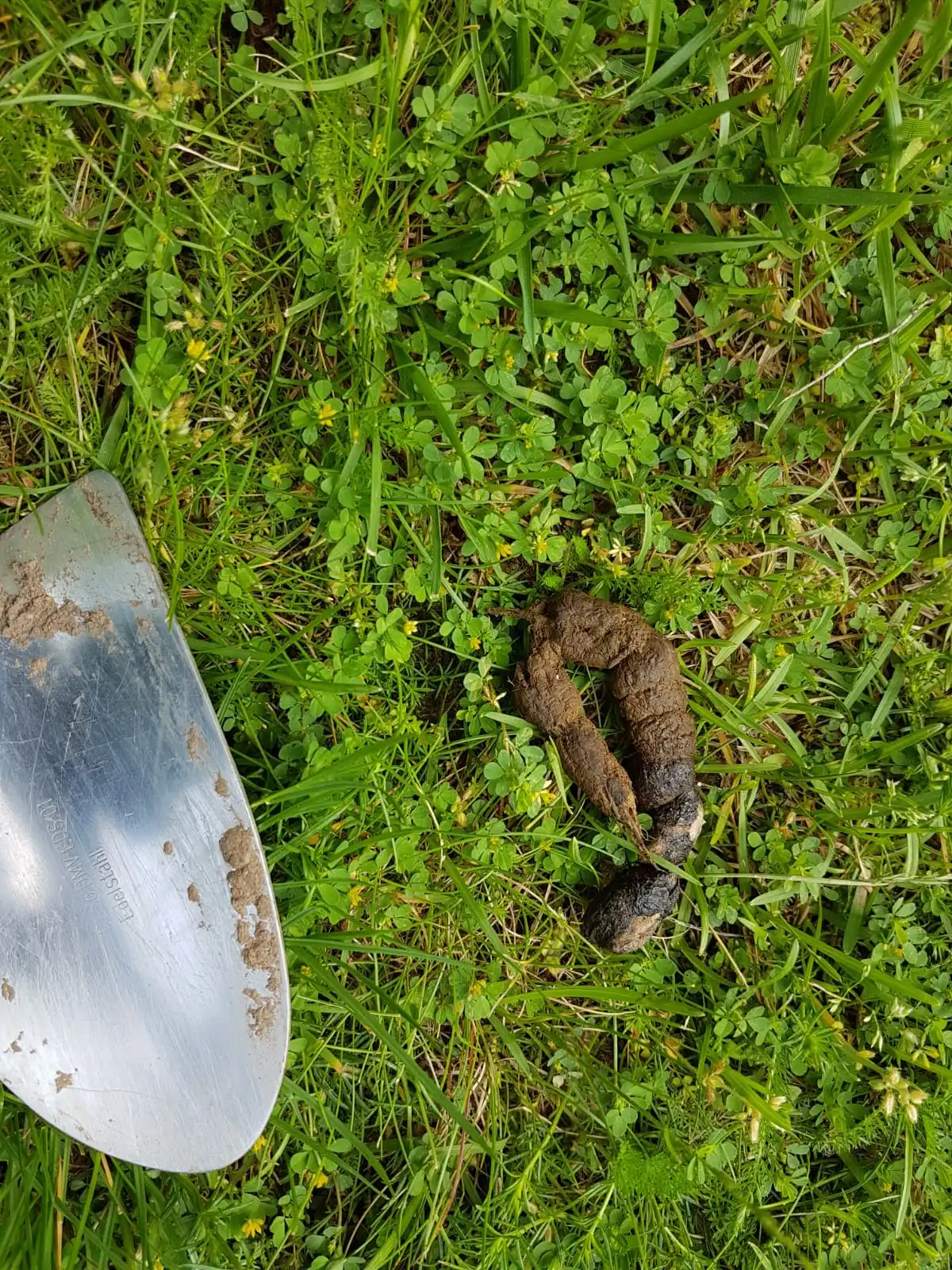 Kot auf dem Rasen