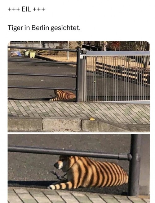 Tiger Berlin.jpg