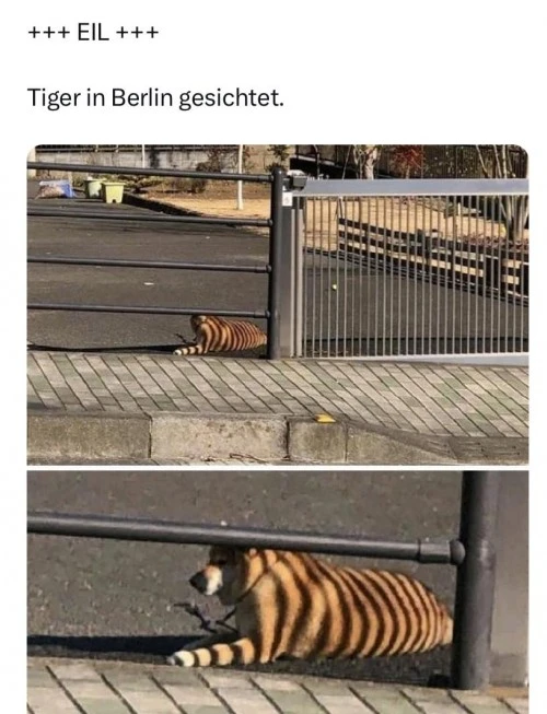 Tiger Berlin.webp