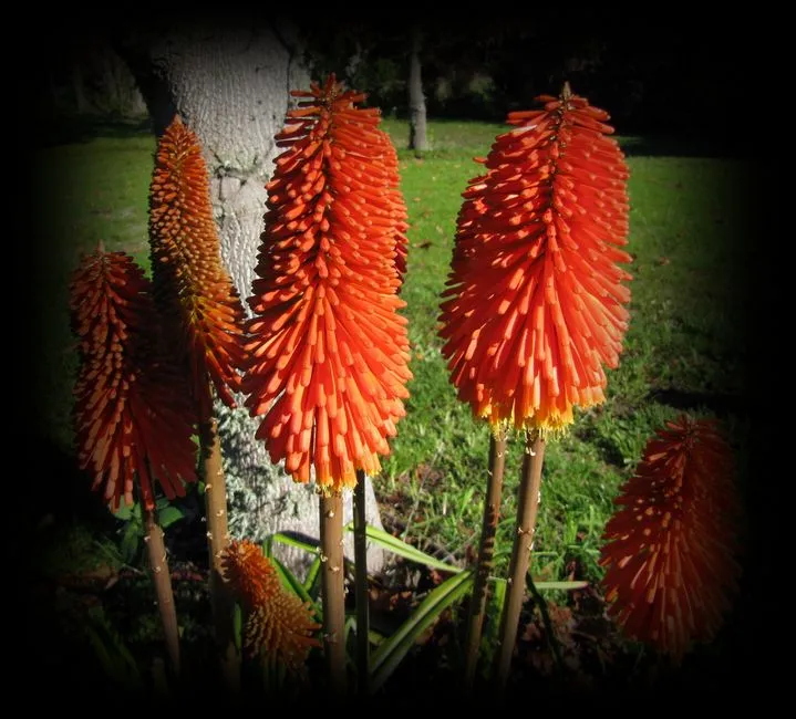 Lavendel lässt Blätter hängen