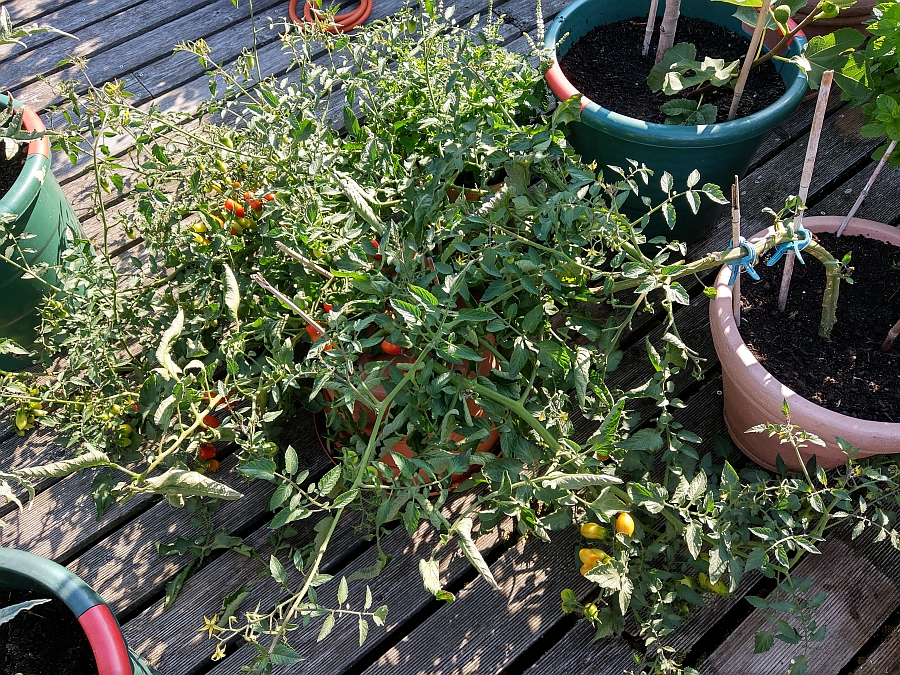 tomate terrasse 2019-01.webp