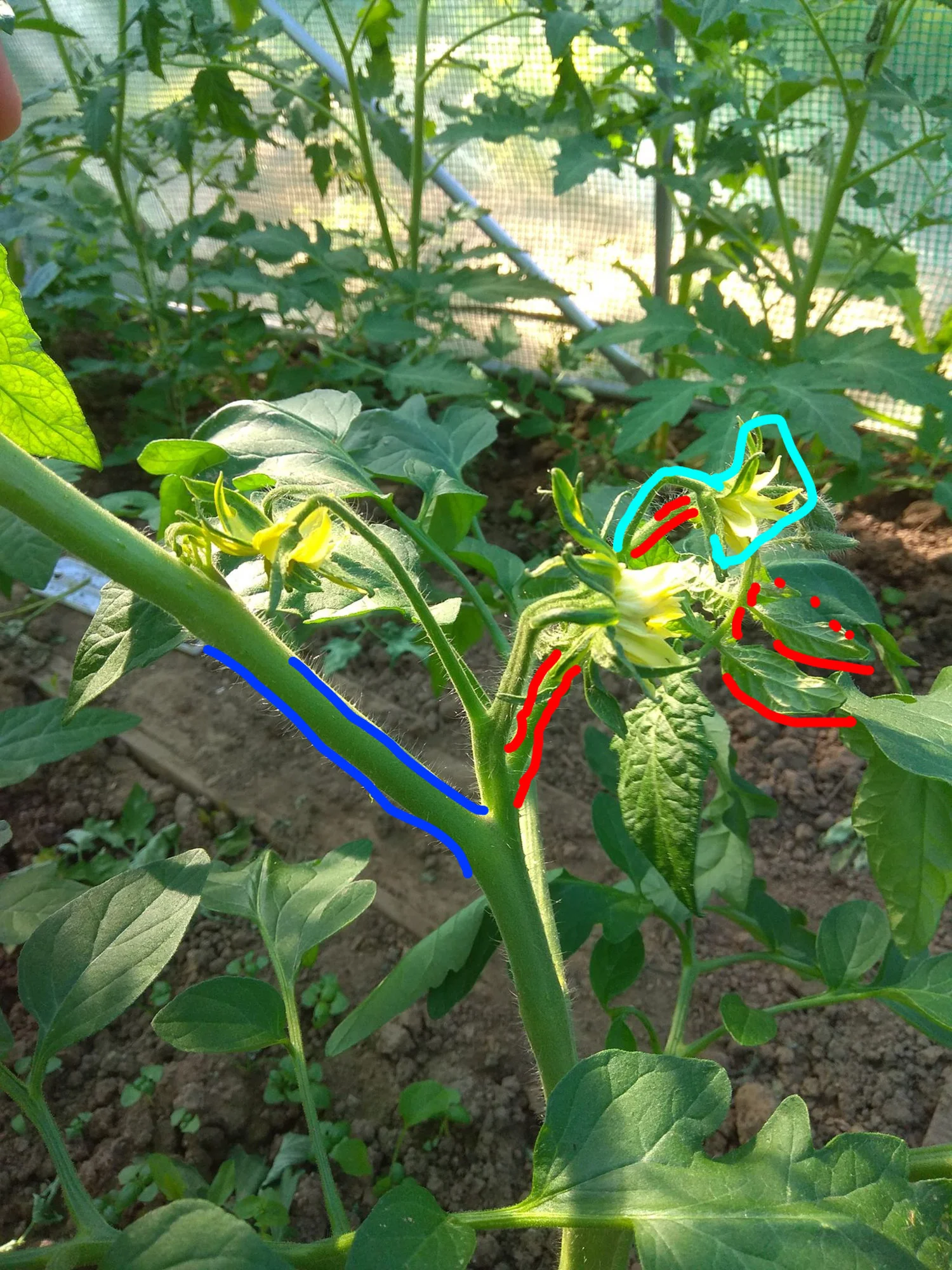 tomate2 (1).webp