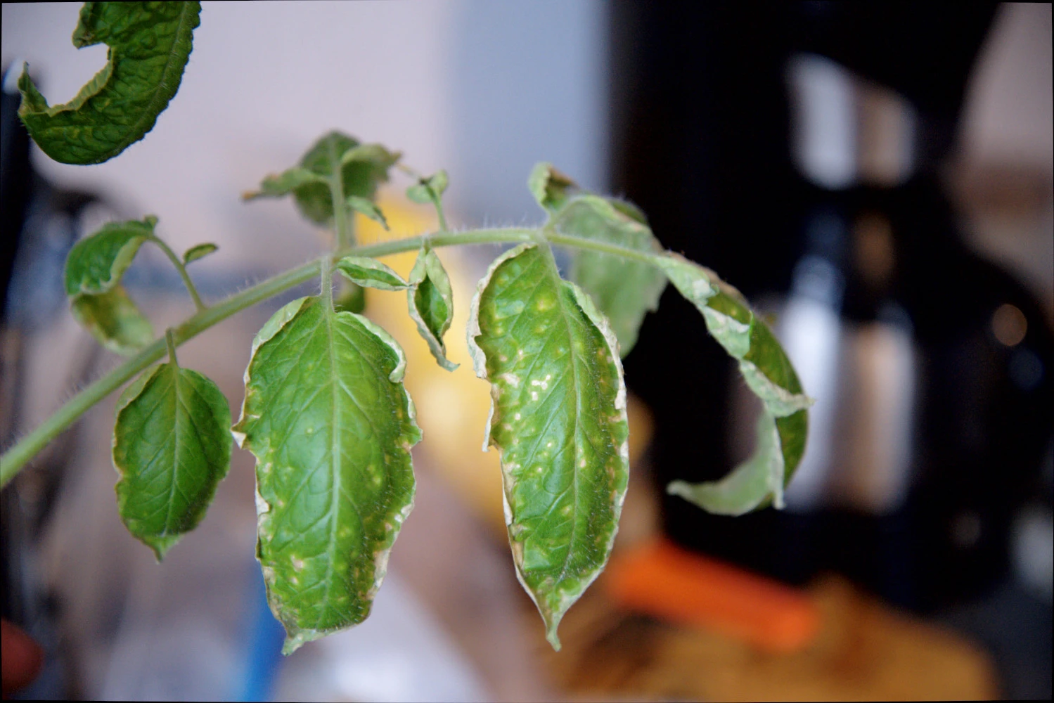 Tomatenblätter werden fleckig und rollen sich ein
