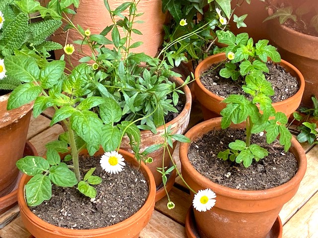 Tomaten 1.jpg
