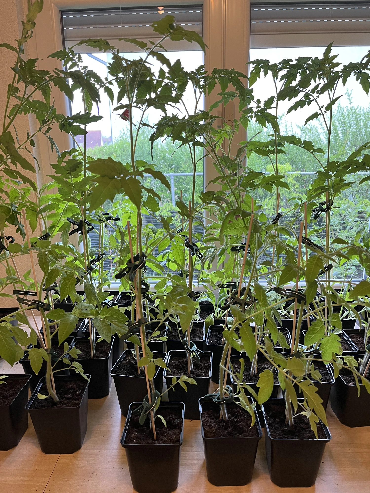 Tomaten 11052026.webp