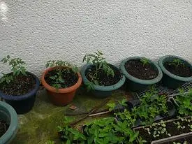Tomaten jung.webp