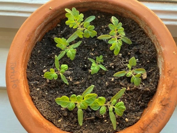 Tomaten SZ.webp