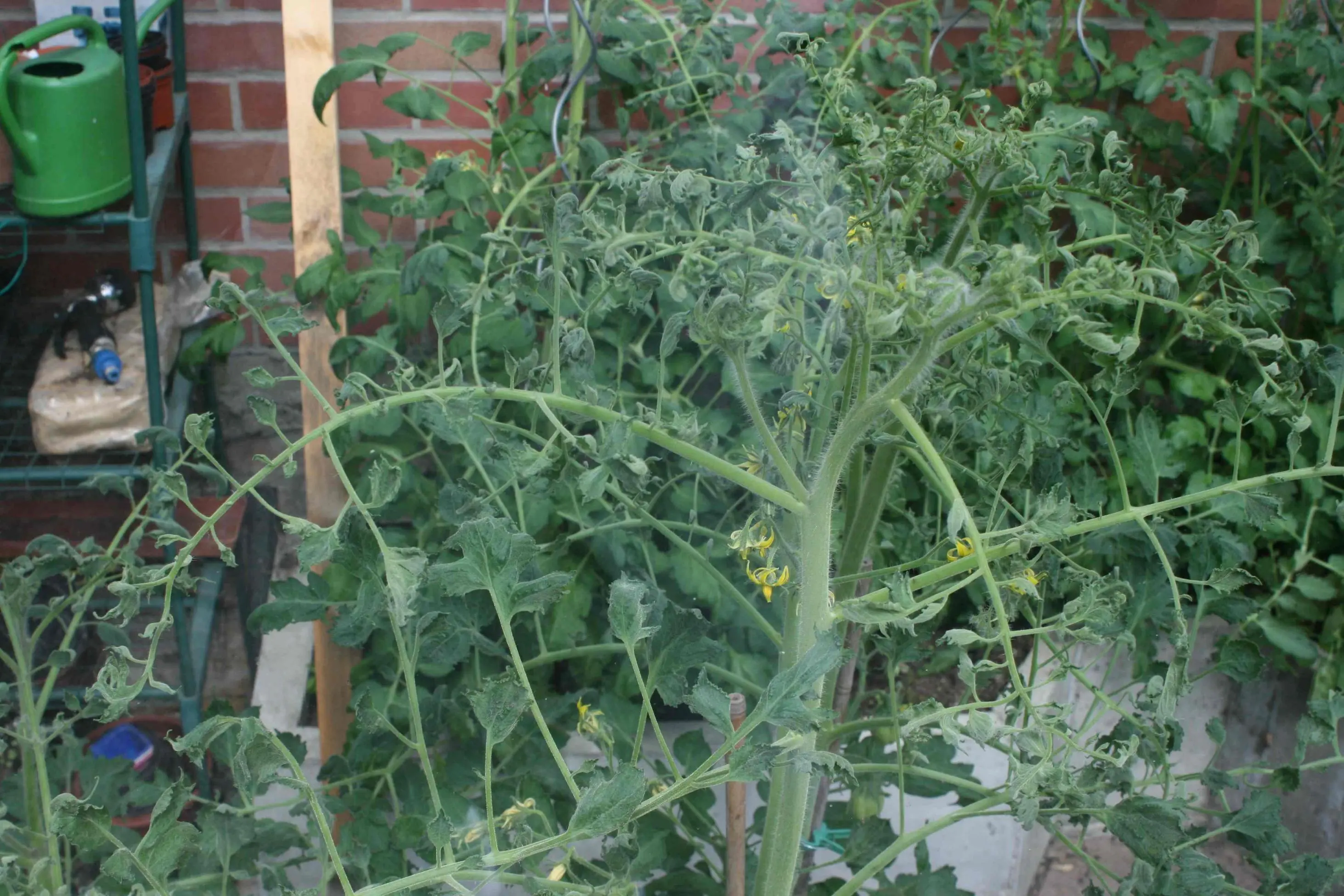 Tomatenblätter rollen sich ein Wer kann helfen?