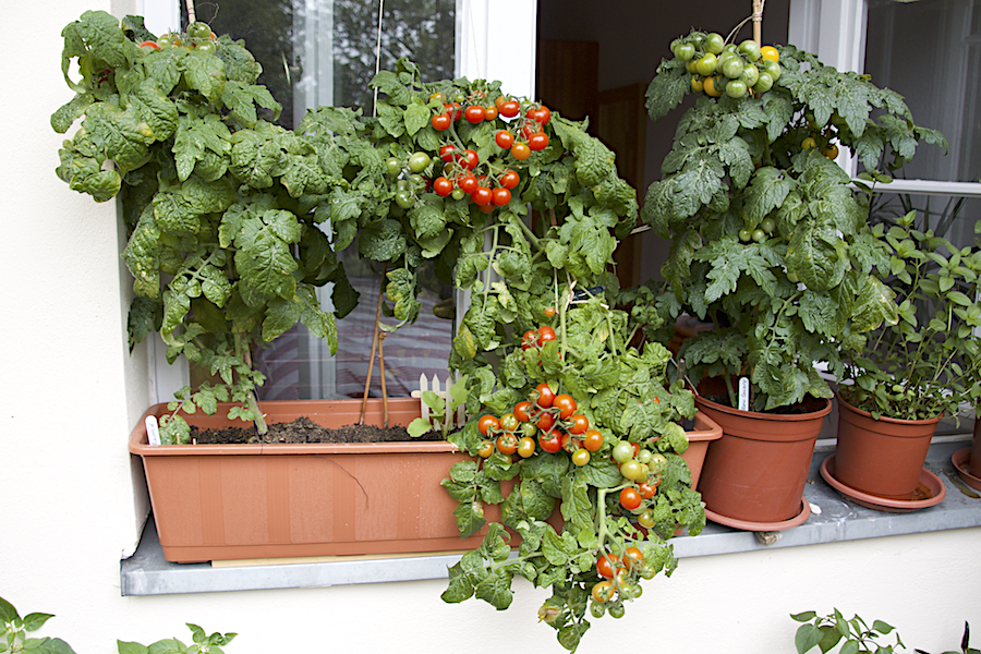 tomaten_170726-jpg.567402