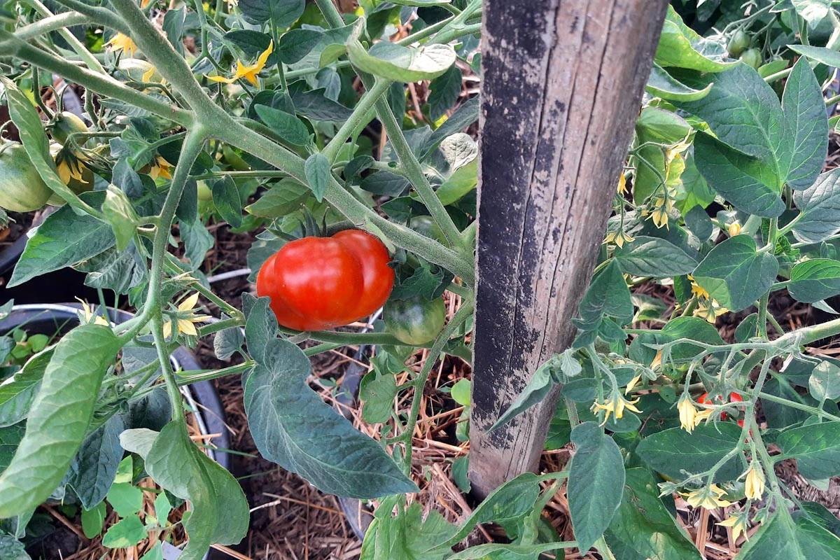 Tomaten_im_Mai20220510_OutdoorGirl.jpg Tomaten_im_Mai20220510_OutdoorGirl.jpg
