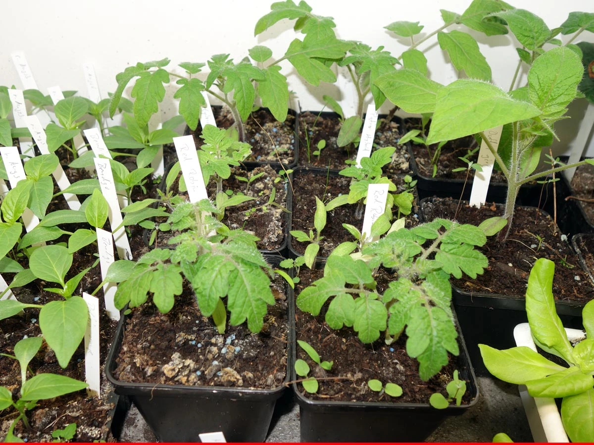 Tomaten_im_Mai_220202.webp