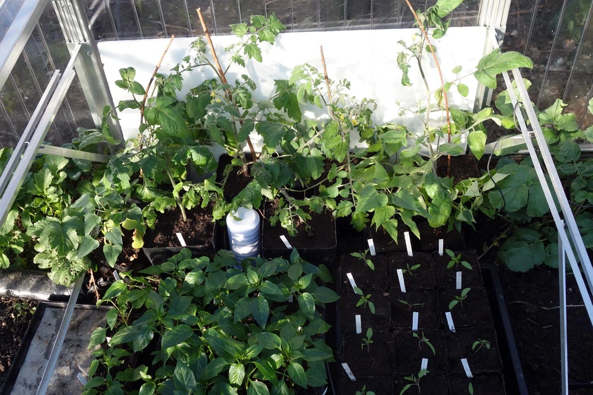 Tomaten_im_Mai_220313.webp