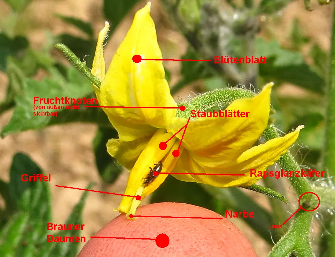 tomatenblüte.webp