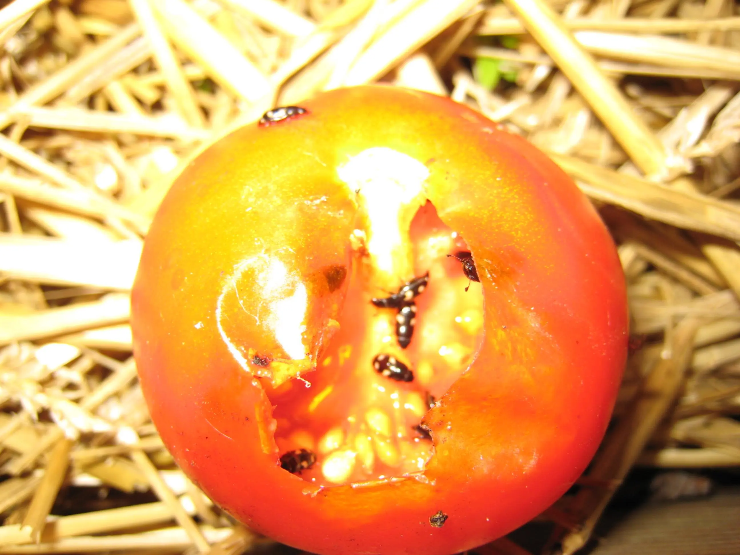 kleine Käfer an Tomaten