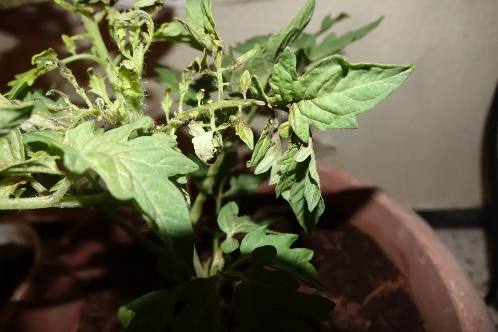 Tomatenpflanze kaputt Frage 01.webp