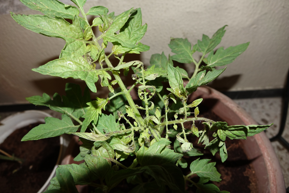 Tomatenpflanze kaputt Frage 02.png